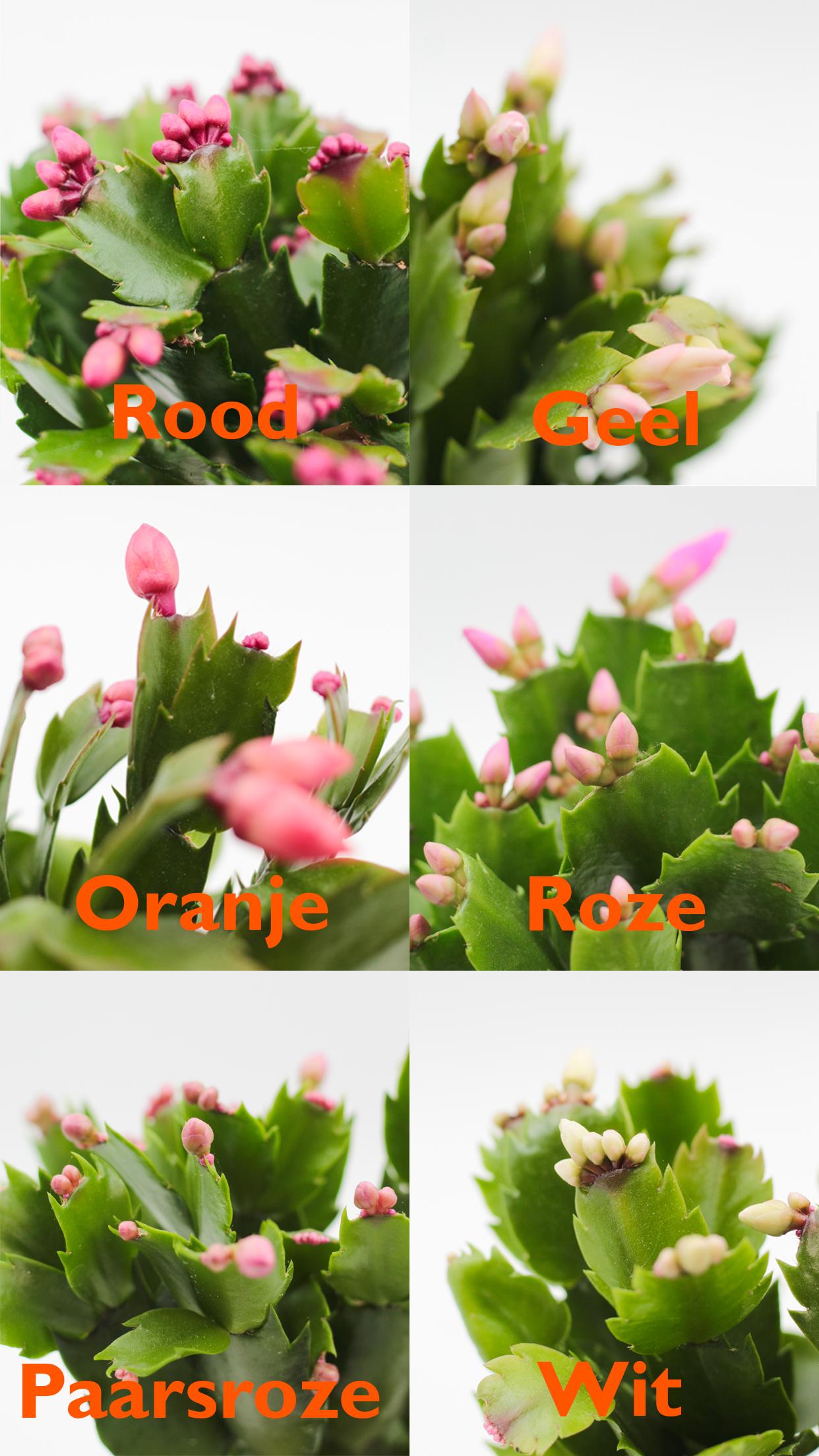 Schlumbergera lidcactus "Kerstcactus"