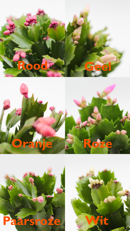 Schlumbergera lidcactus "Kerstcactus"