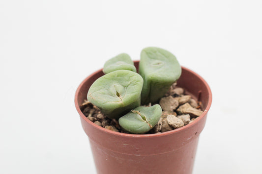 Conophytum bolusiae ‘intrepidum’