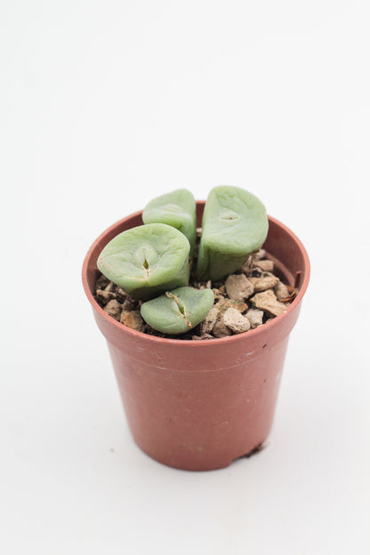 Conophytum bolusiae ‘intrepidum’