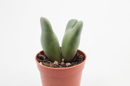 Conophytum christiansenianum