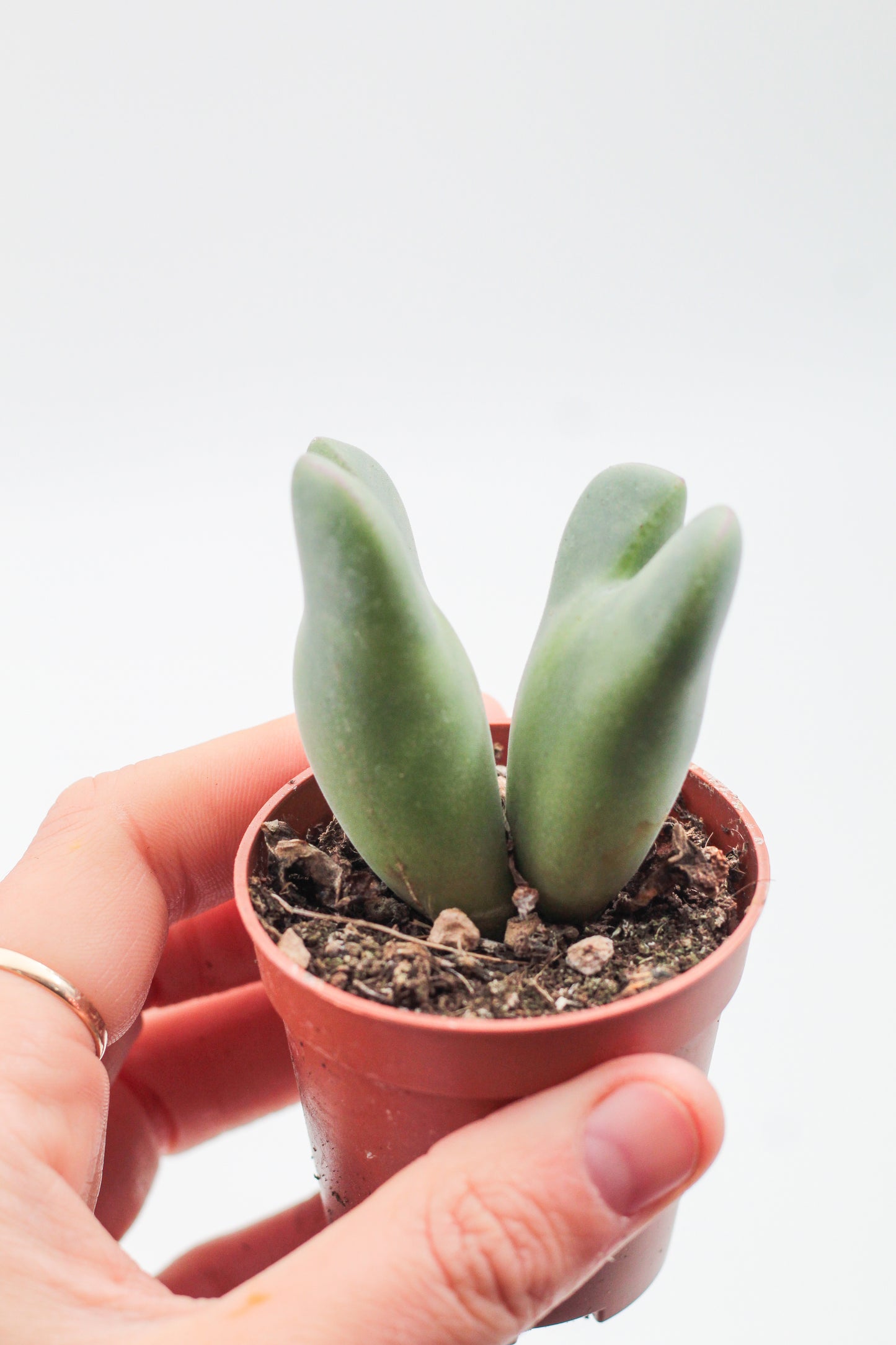 Conophytum christiansenianum