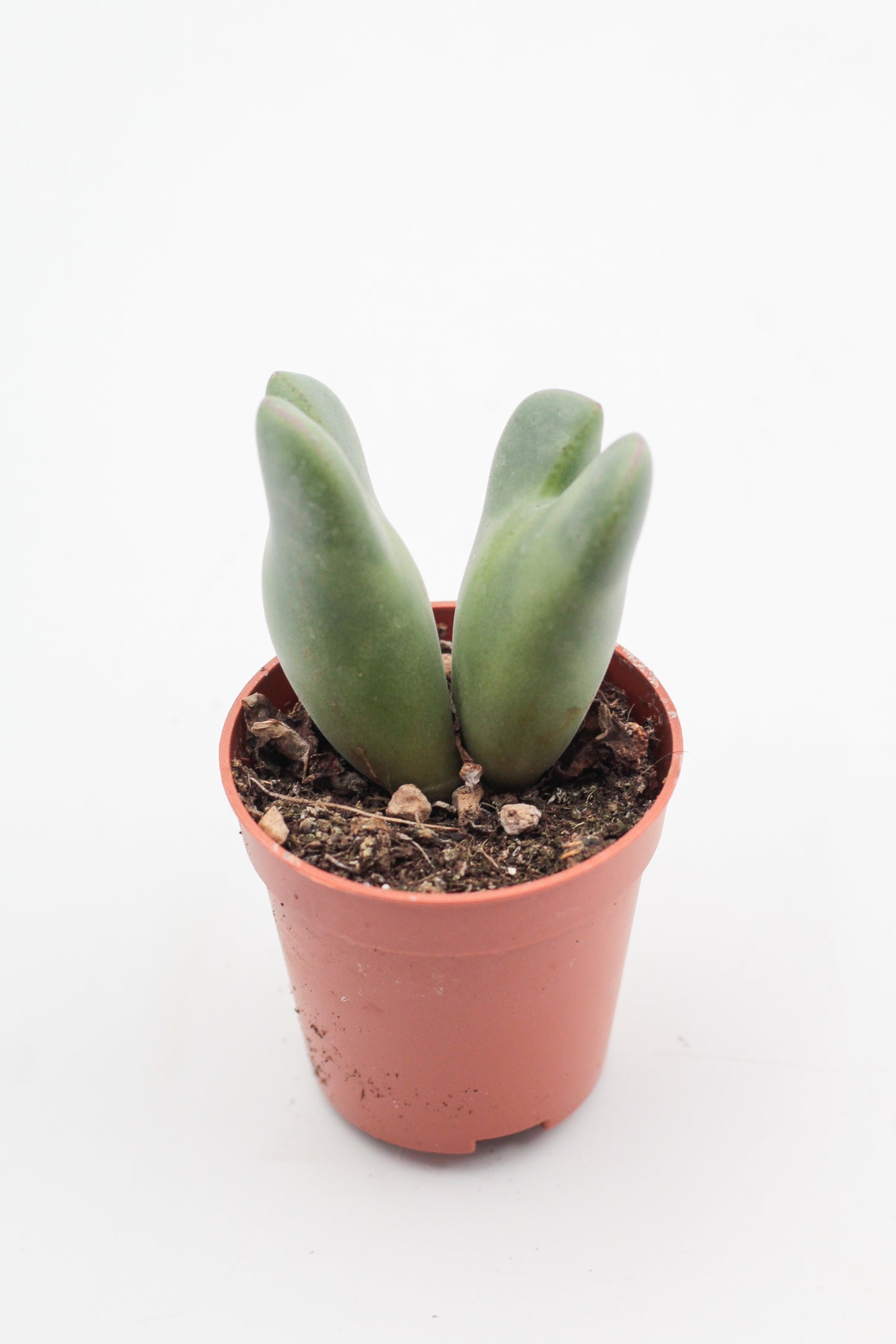 Conophytum christiansenianum