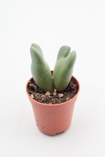 Conophytum christiansenianum