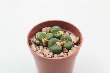 Conophytum limpidum