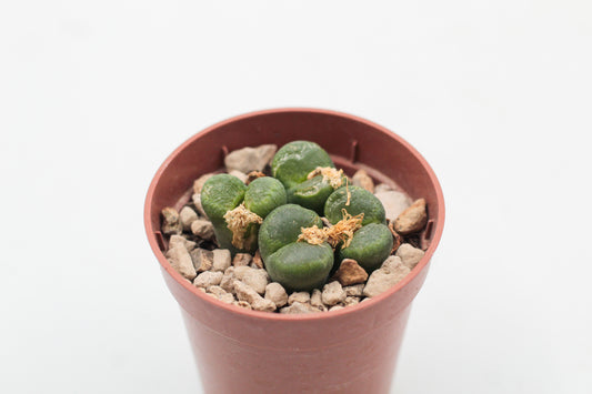 Conophytum limpidum