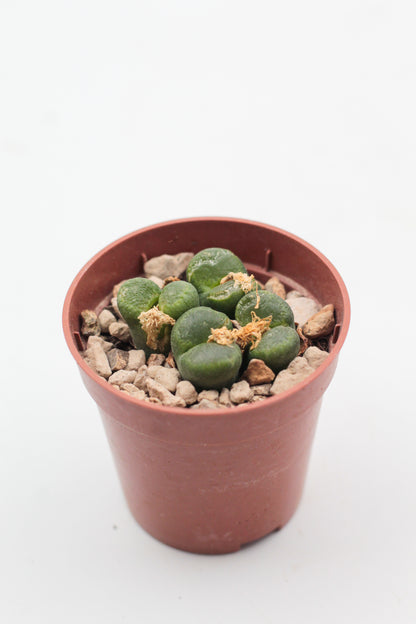 Conophytum limpidum