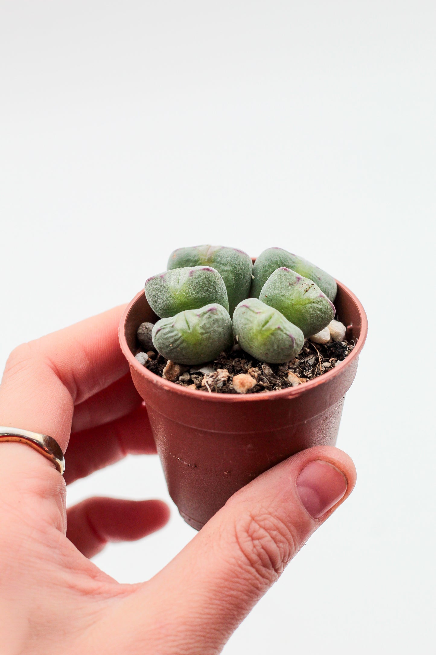 Conophytum meyeri (old plants)