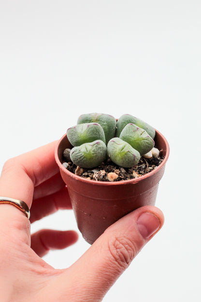 Conophytum meyeri (old plants)