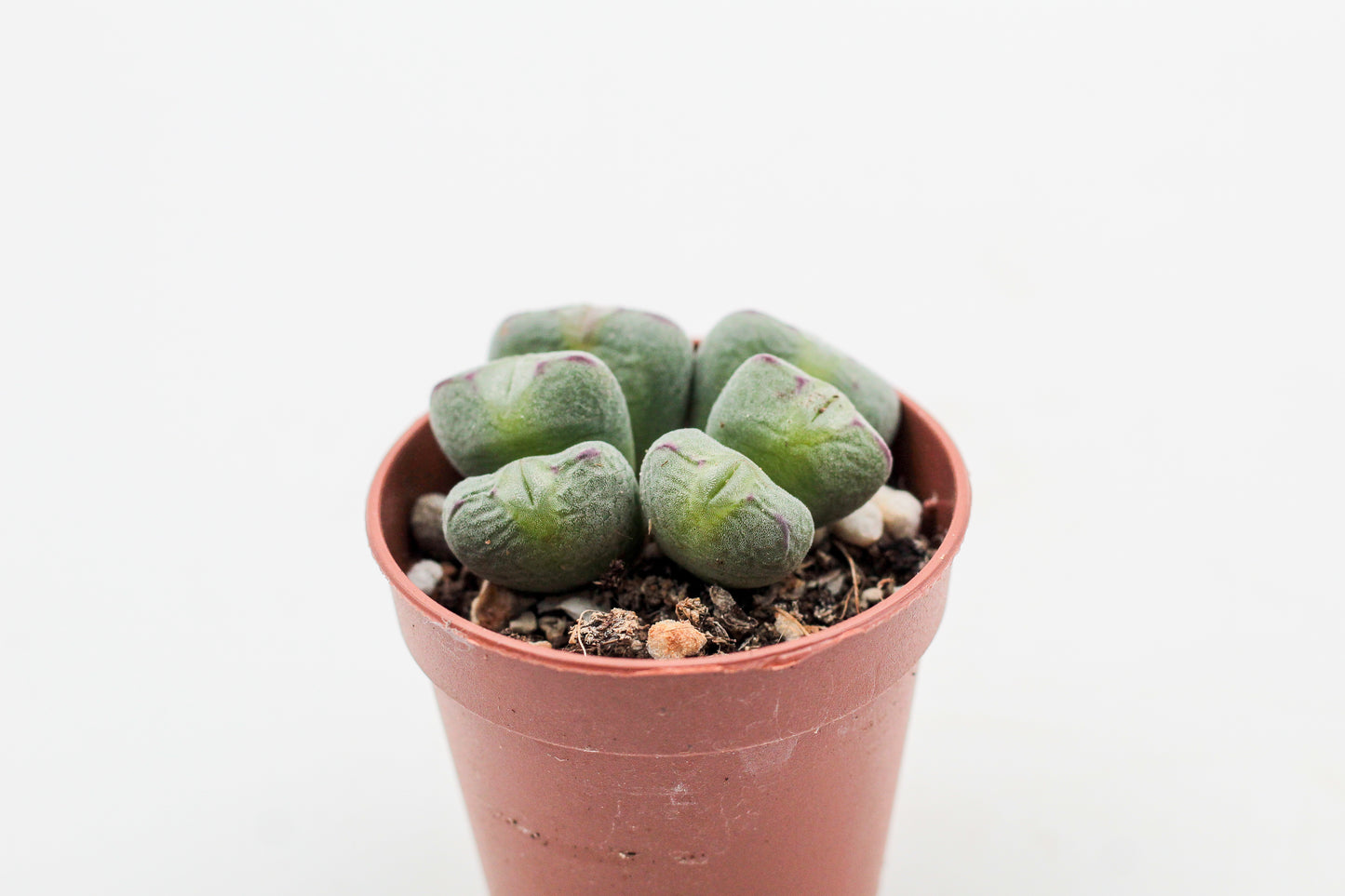 Conophytum meyeri (old plants)