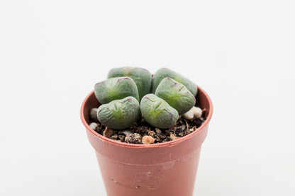 Conophytum meyeri (old plants)