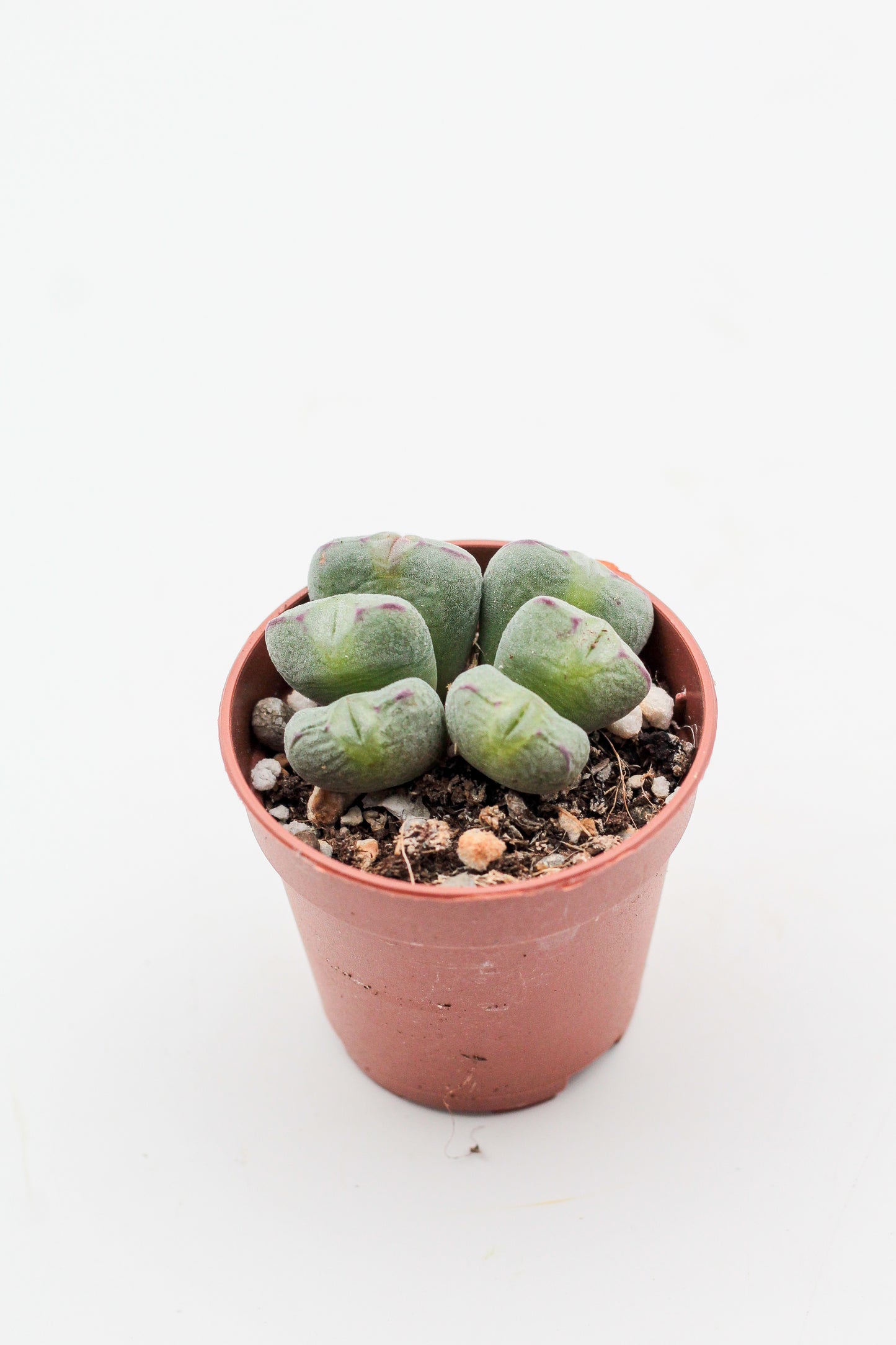 Conophytum meyeri (old plants)