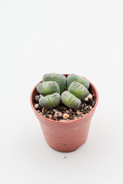 Conophytum meyeri (old plants)
