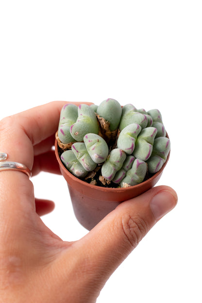 Conophytum meyeri (old plants)