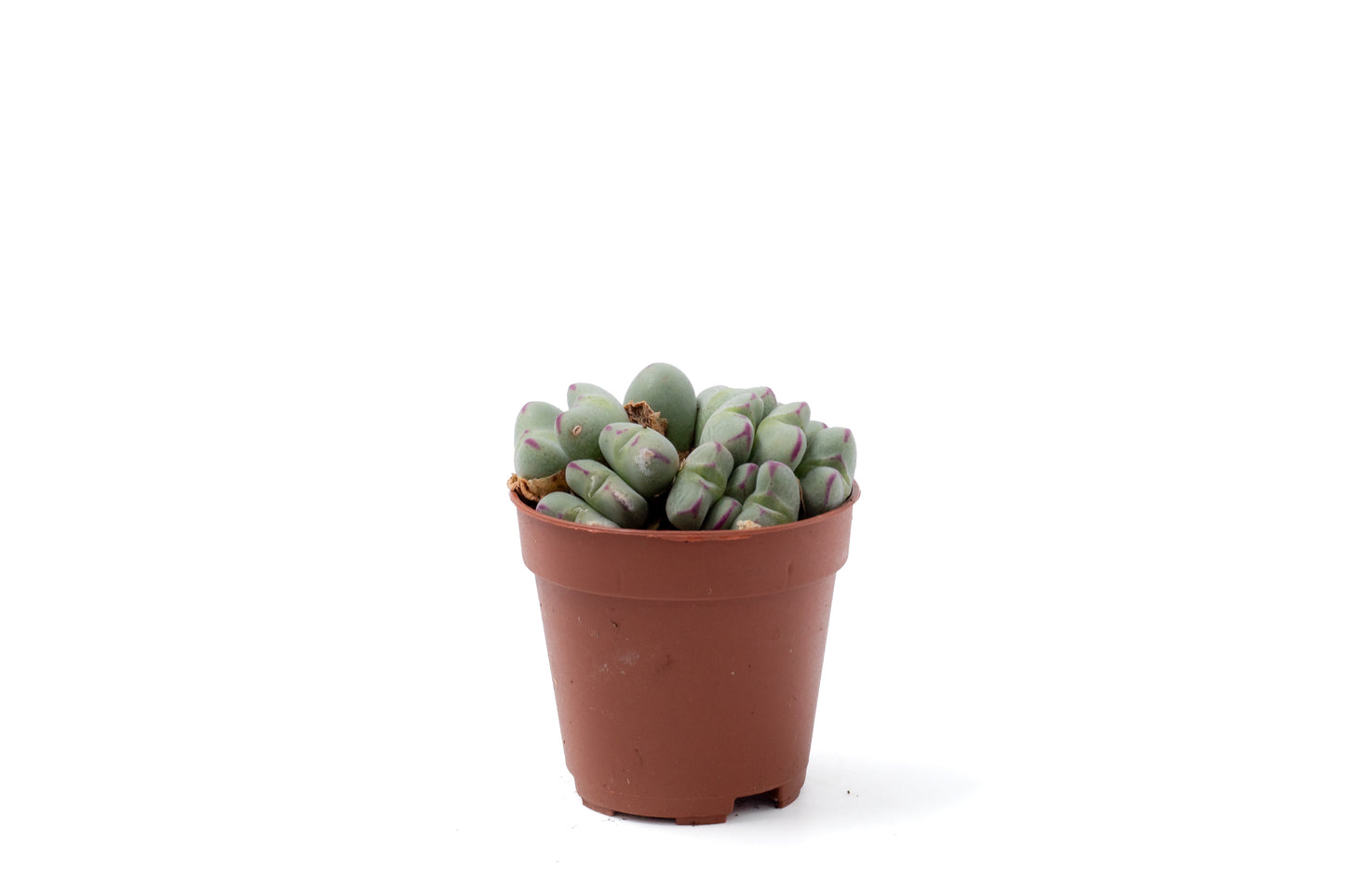 Conophytum meyeri (old plants)
