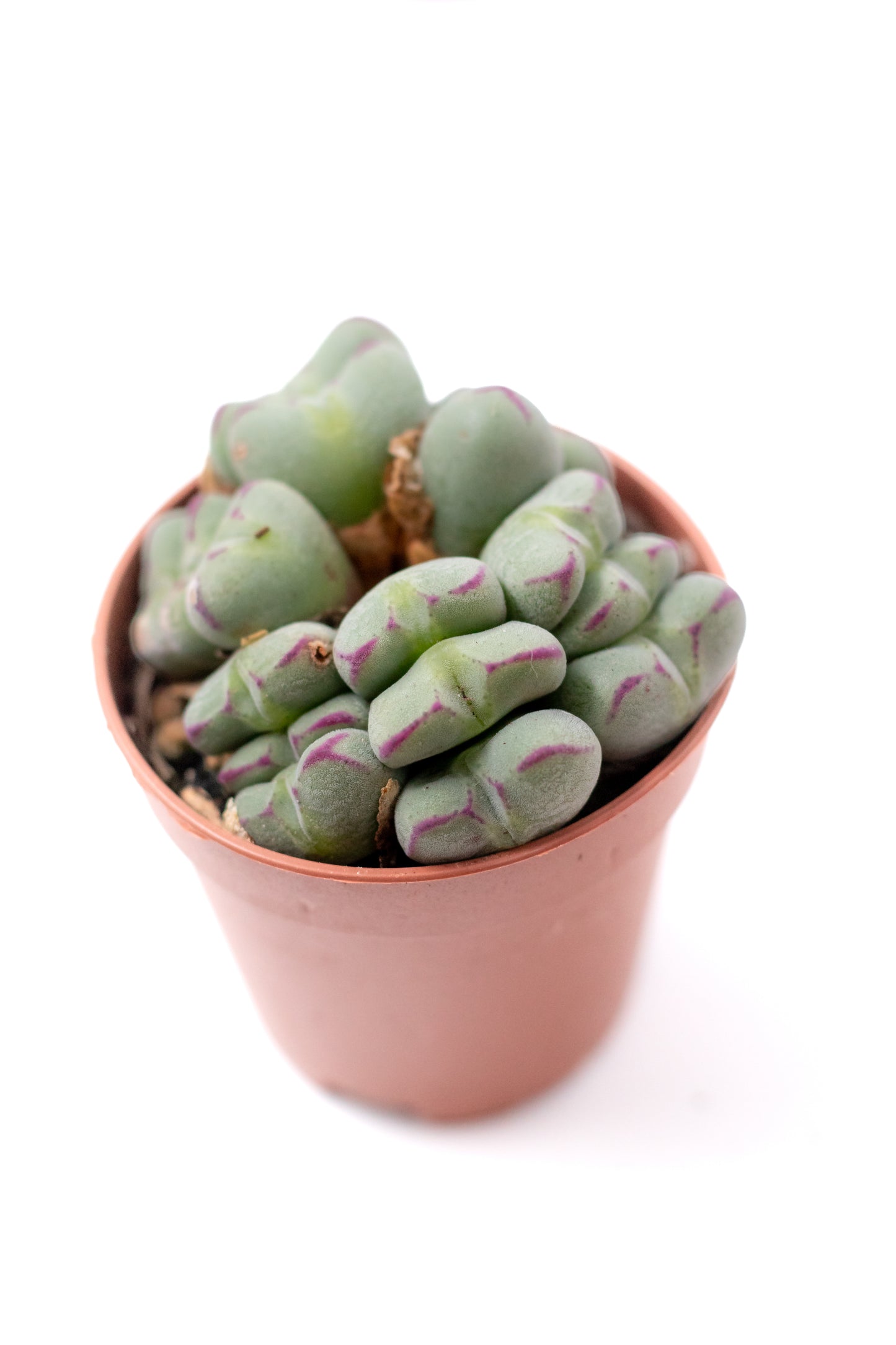 Conophytum meyeri (old plants)