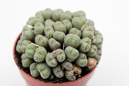 Conophytum meyeri (oude planten)