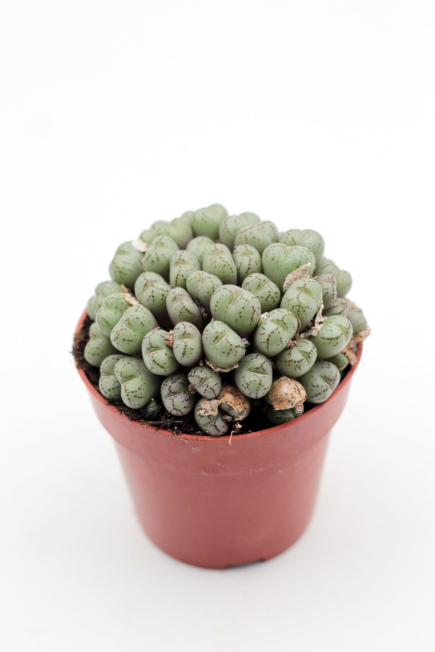 Conophytum meyeri (oude planten)