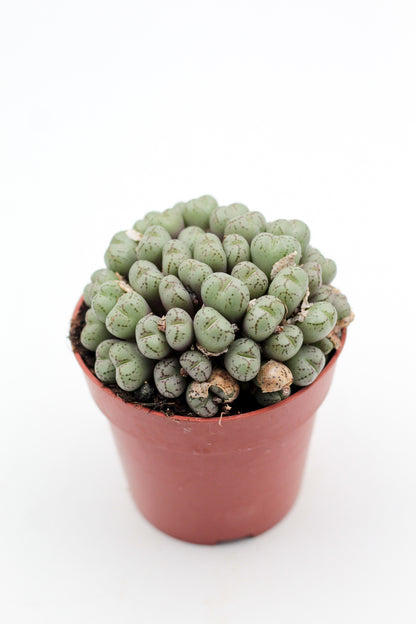 Conophytum meyeri (oude planten)