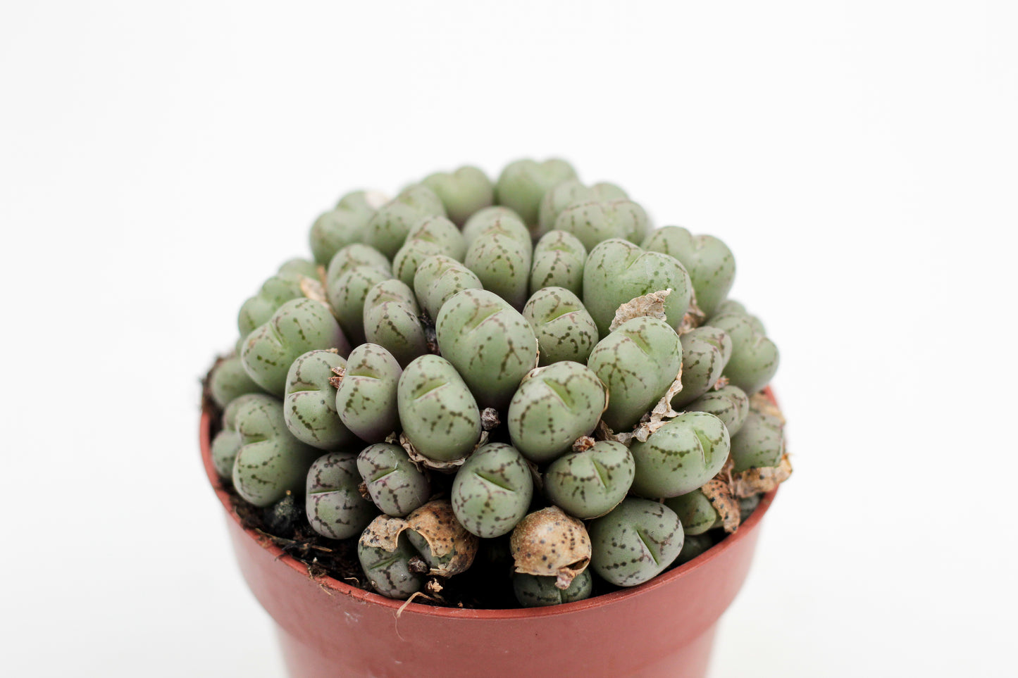 Conophytum meyeri (oude planten)