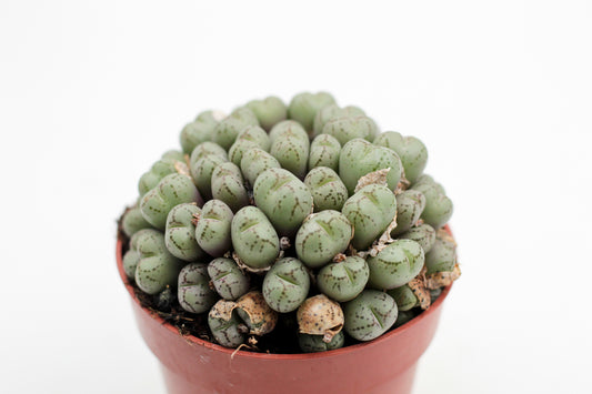 Conophytum meyeri (oude planten)