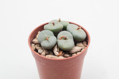Conophytum minimum polulum
