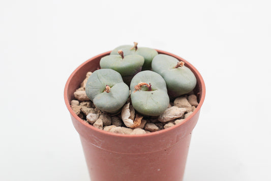 Conophytum minimum polulum