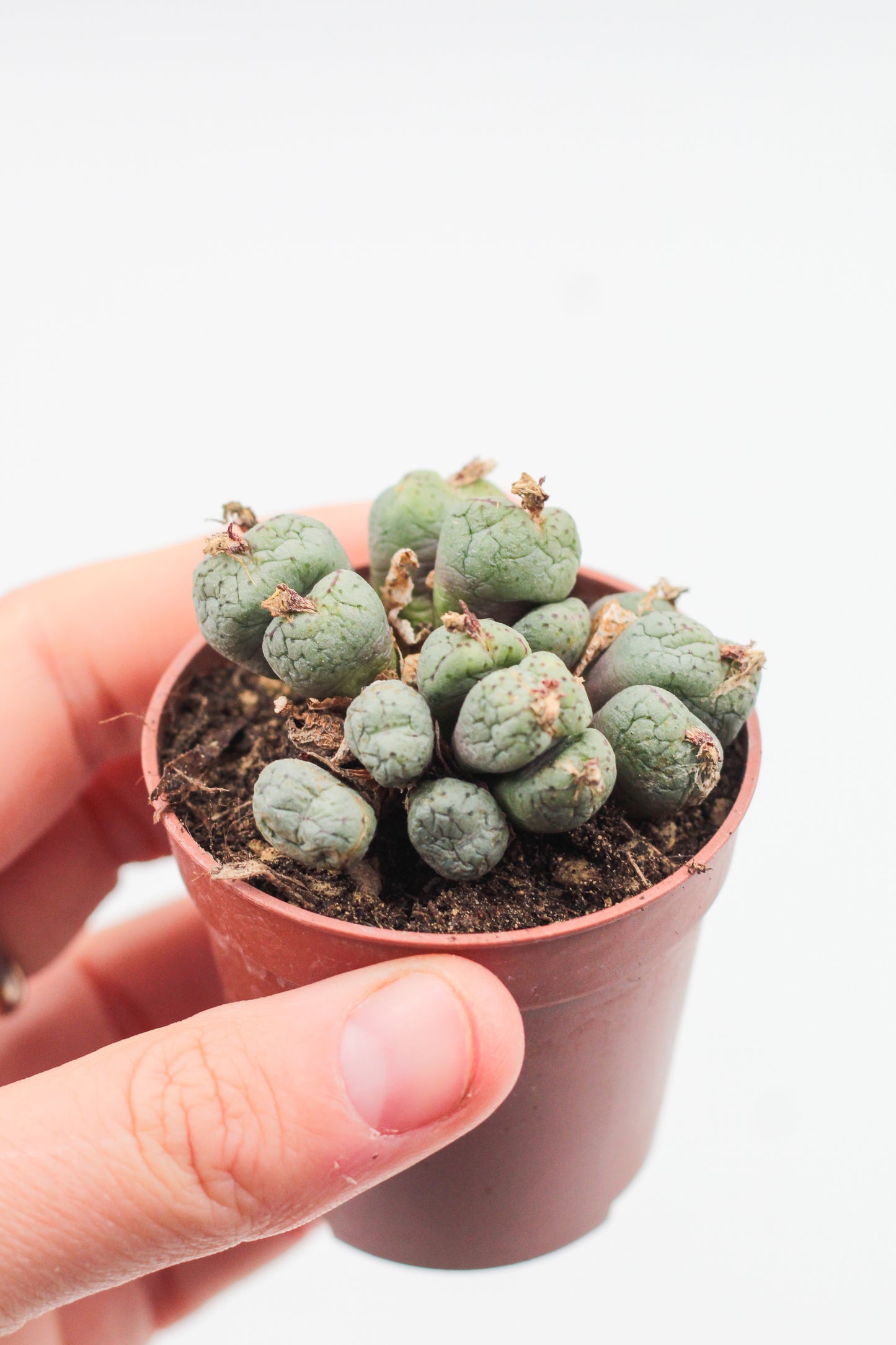Conophytum uviforme