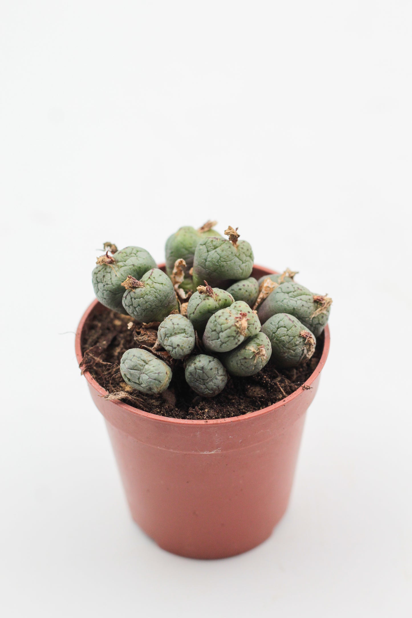 Conophytum uviforme