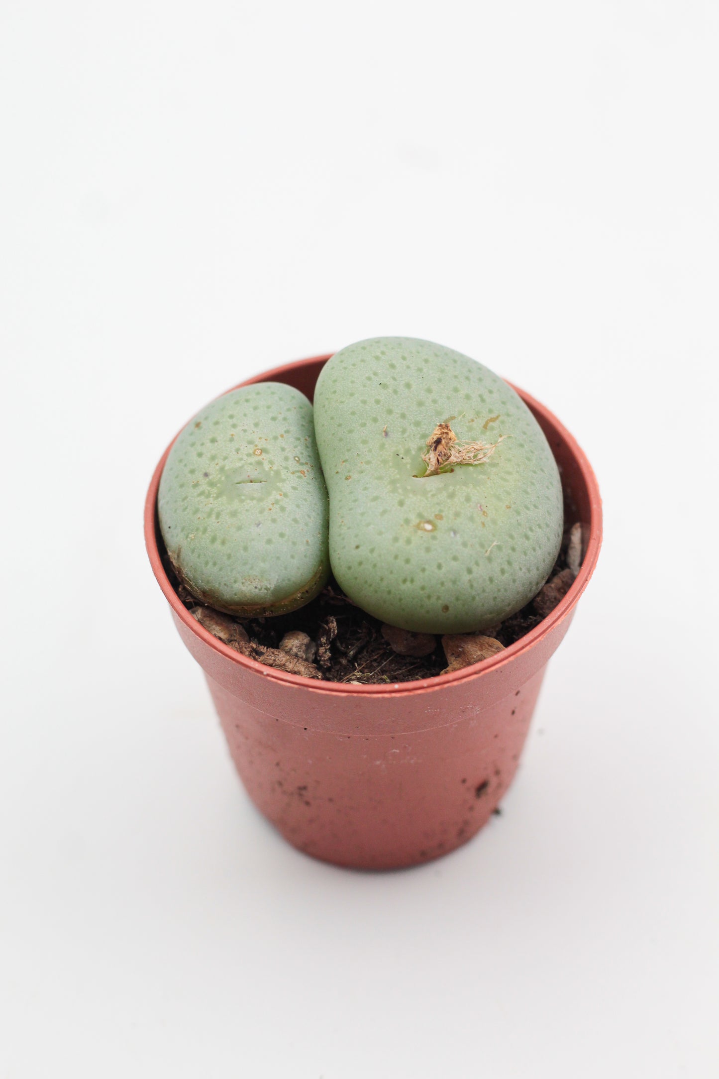 Conophytum wettsteinii