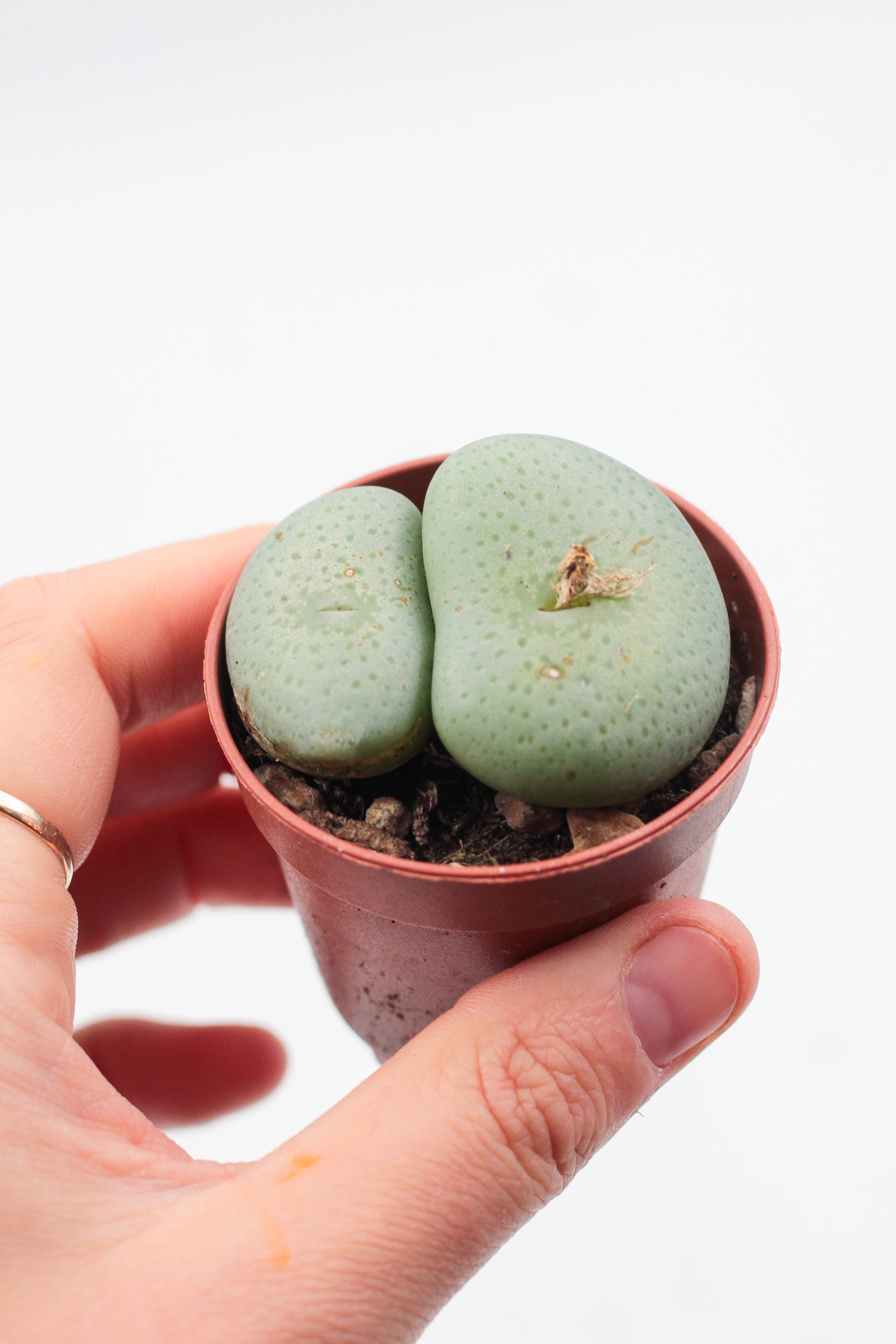 Conophytum wettsteinii