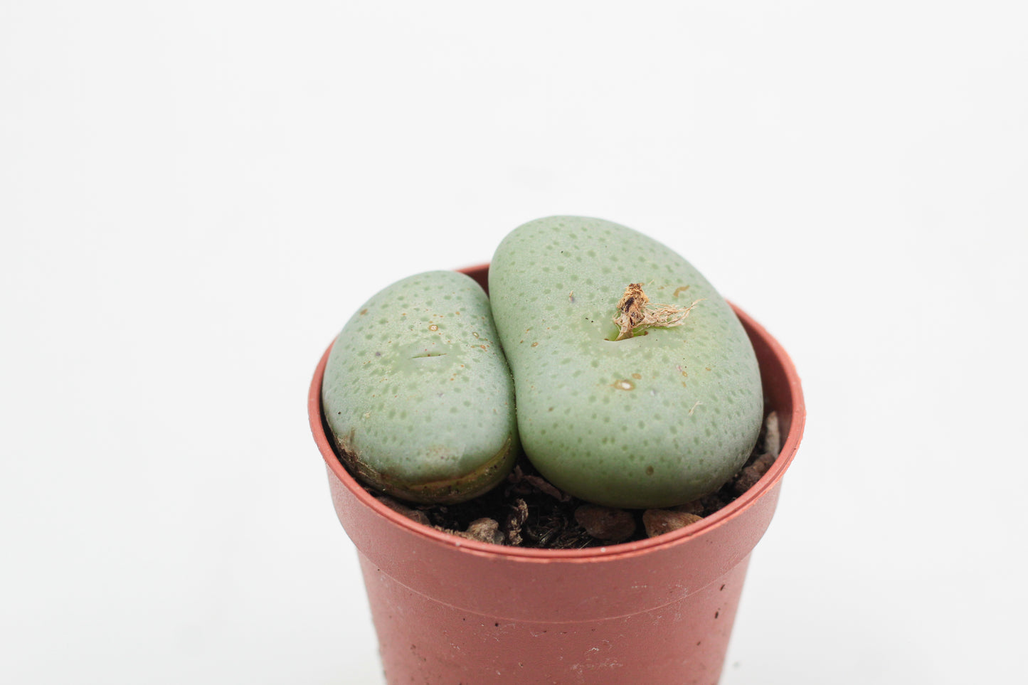 Conophytum wettsteinii