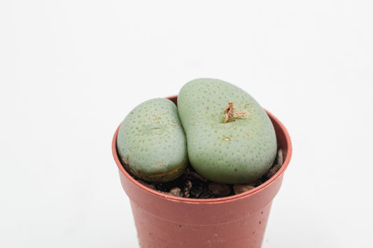 Conophytum wettsteinii