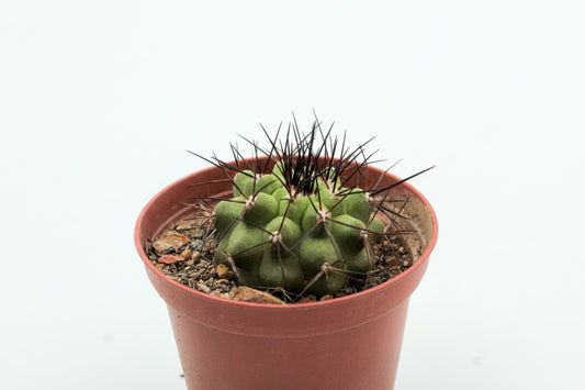 Copiapoa cinerascens