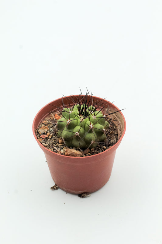 Copiapoa cinerascens