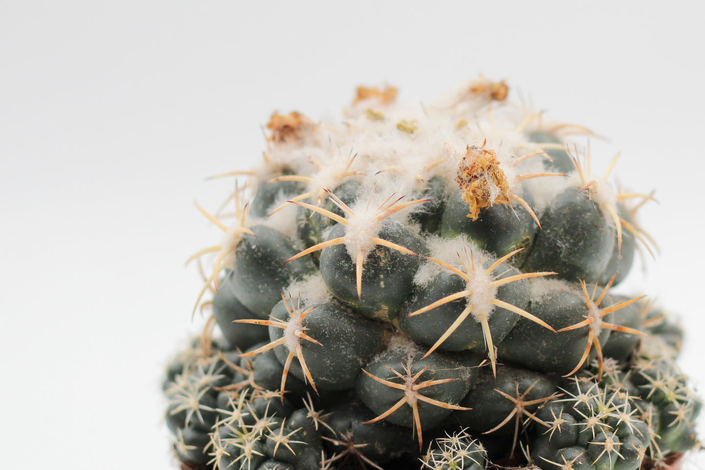 Coryphantha Elephantidens
