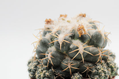 Coryphantha Elephantidens