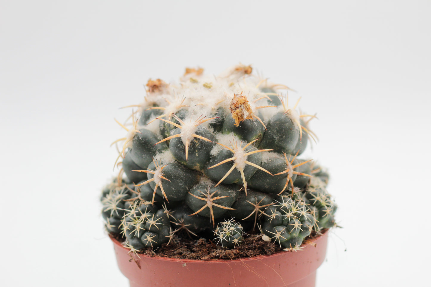 Coryphantha Elephantidens