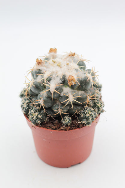 Coryphantha Elephantidens