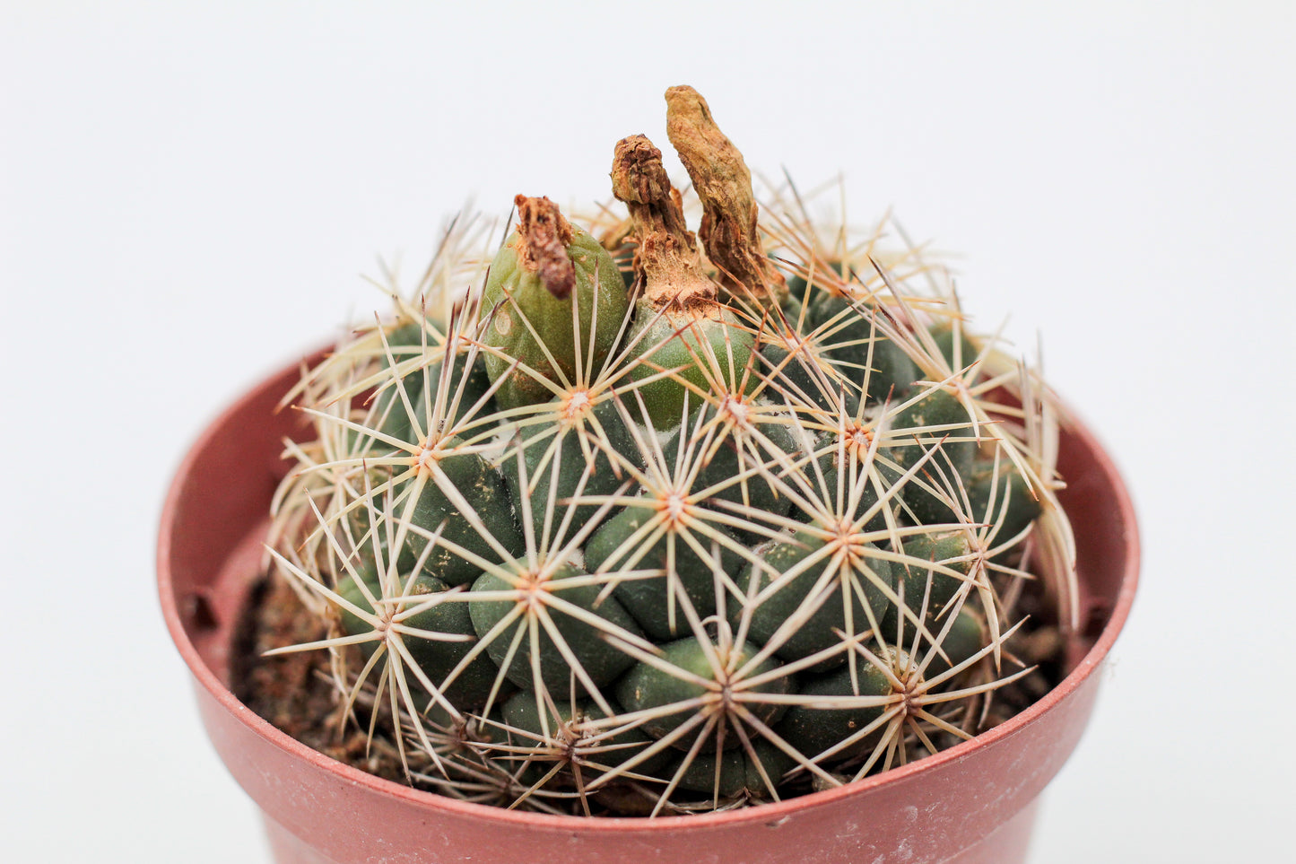 Coryphantha compacta