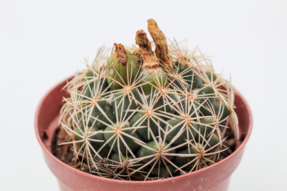 Coryphantha compacta