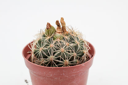 Coryphantha compacta