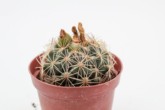 Coryphantha compacta