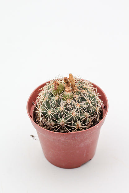 Coryphantha compacta