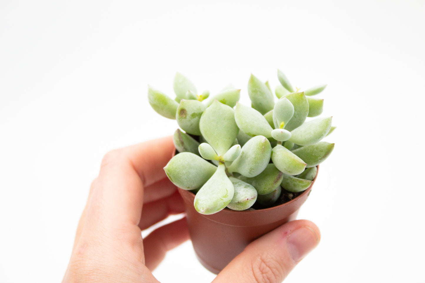 Cotyledon pendens