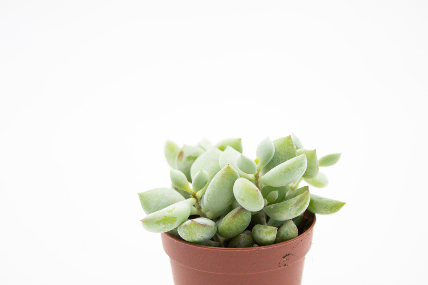 Cotyledon pendens