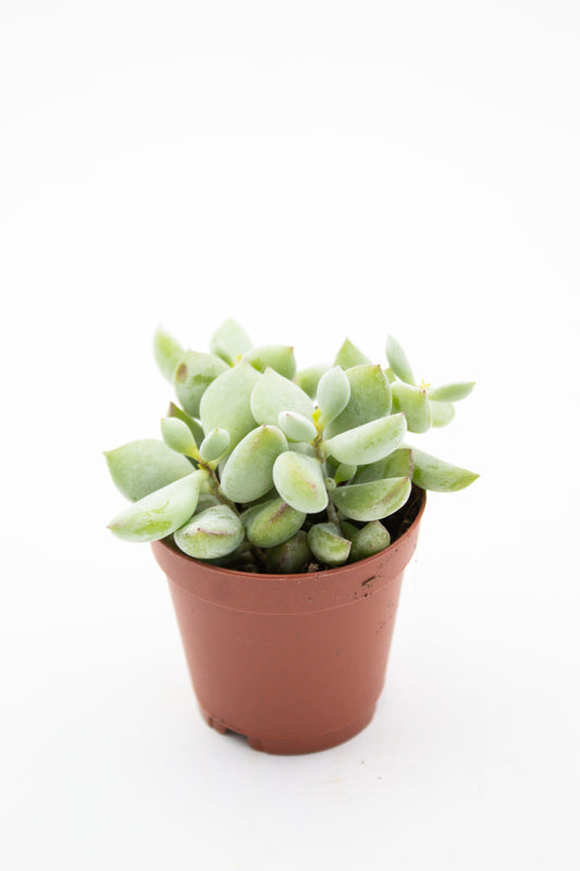 Cotyledon pendens