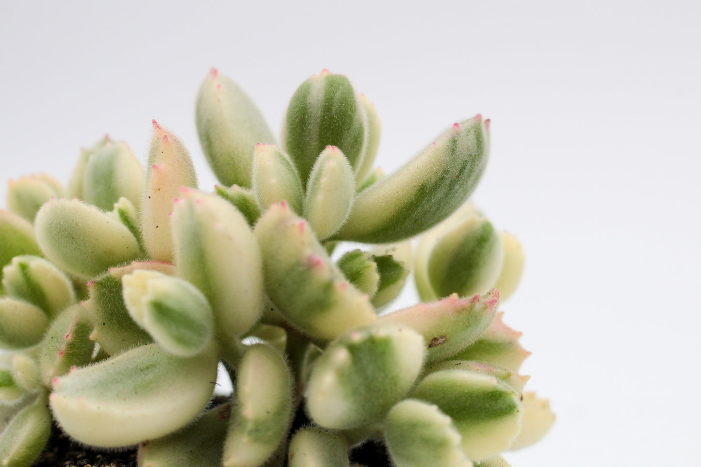 Cotyledon tomentosa ladysmithiensis variegata