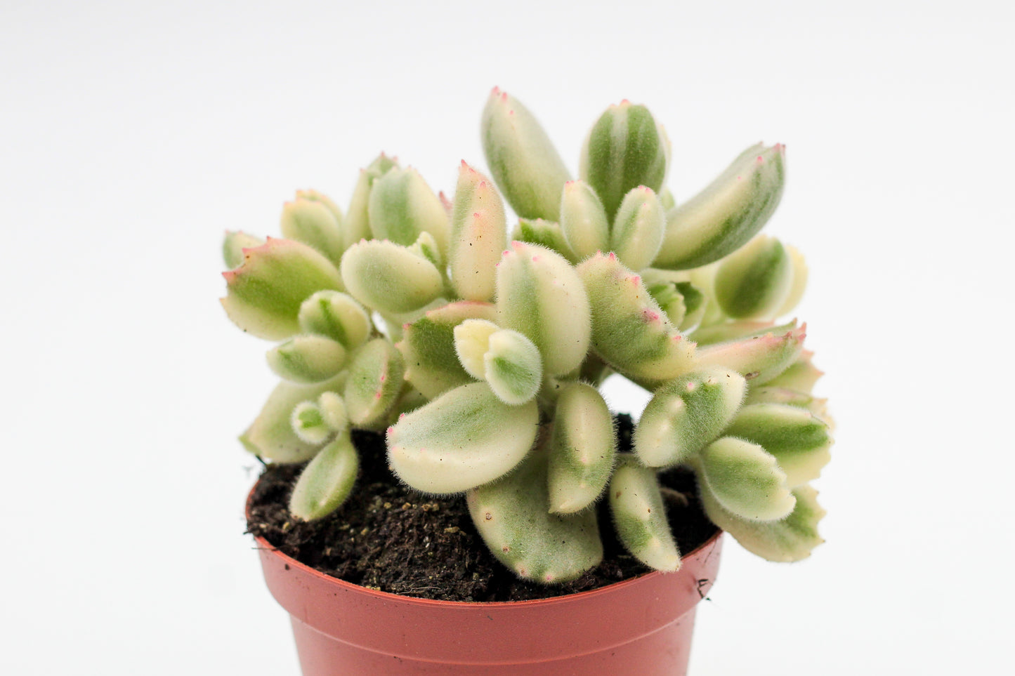 Cotyledon tomentosa ladysmithiensis variegata