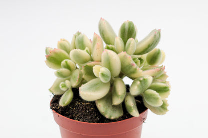 Cotyledon tomentosa ladysmithiensis variegata